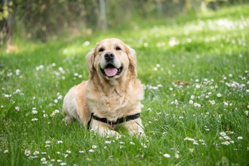 Golden Retrievers playing